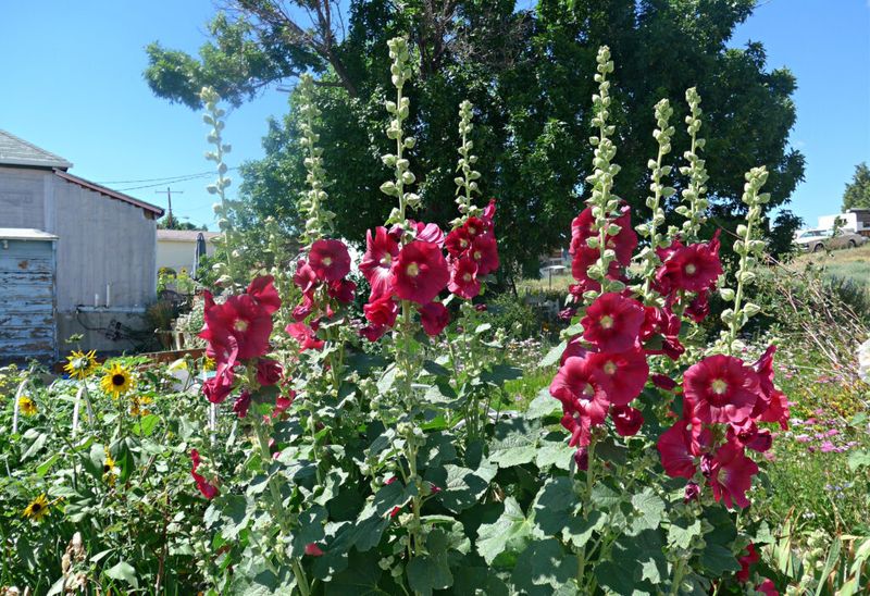Hollyhocks (Alcea rosea)