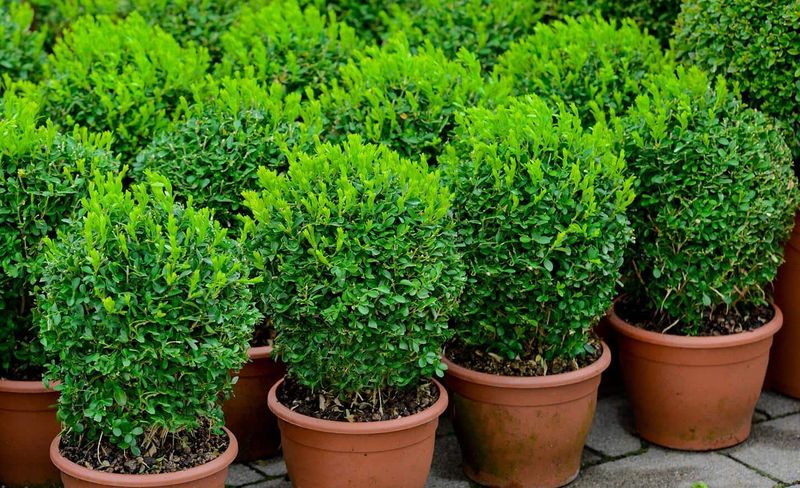 Boxwood (Buxus)