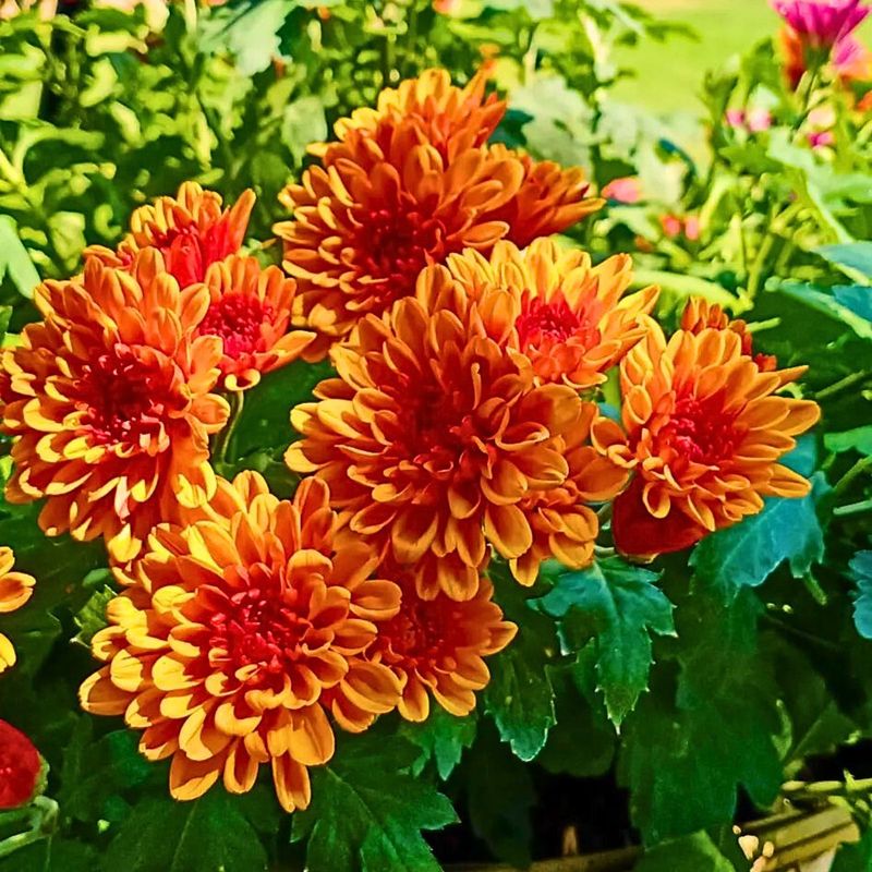 Chrysanthemum