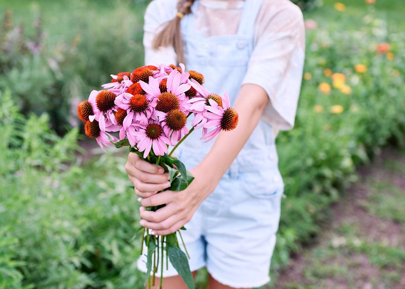 Coneflower (Echinacea purpurea)