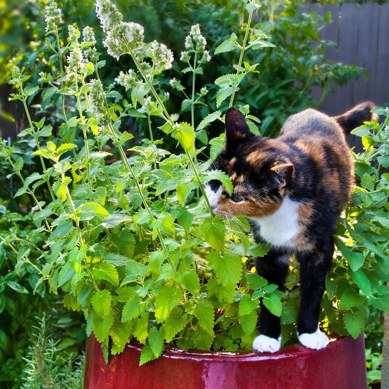 Catnip (Nepeta cataria)