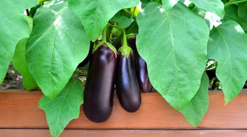 Eggplant