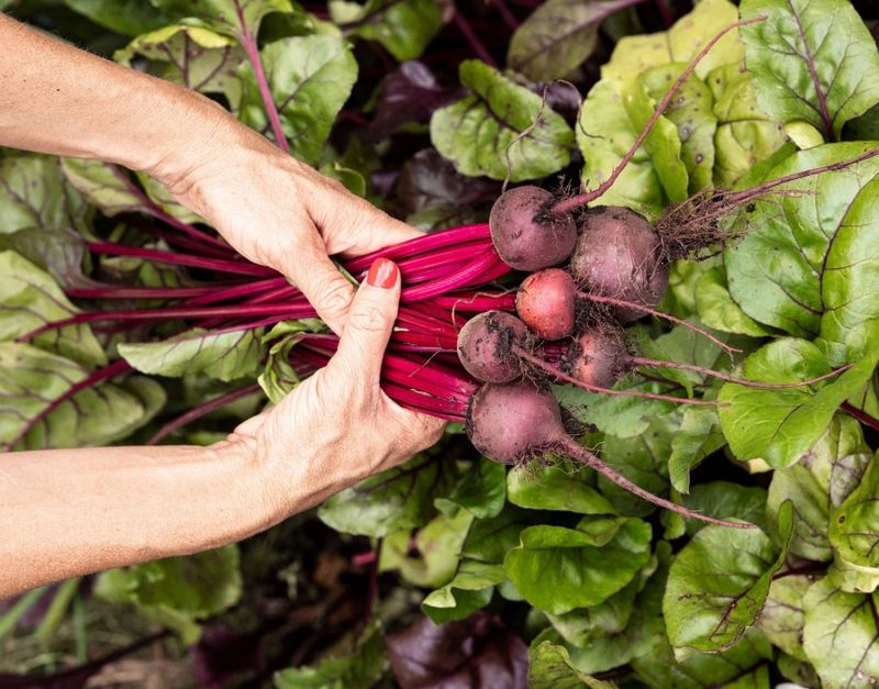 Beets (50-60 days) – Both roots and greens are edible.
