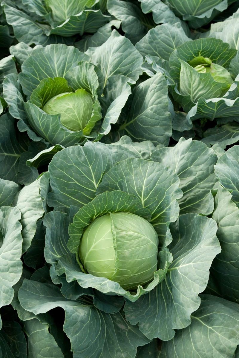 Cabbage and Strawberries