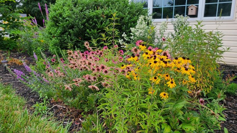 Native Plant Garden