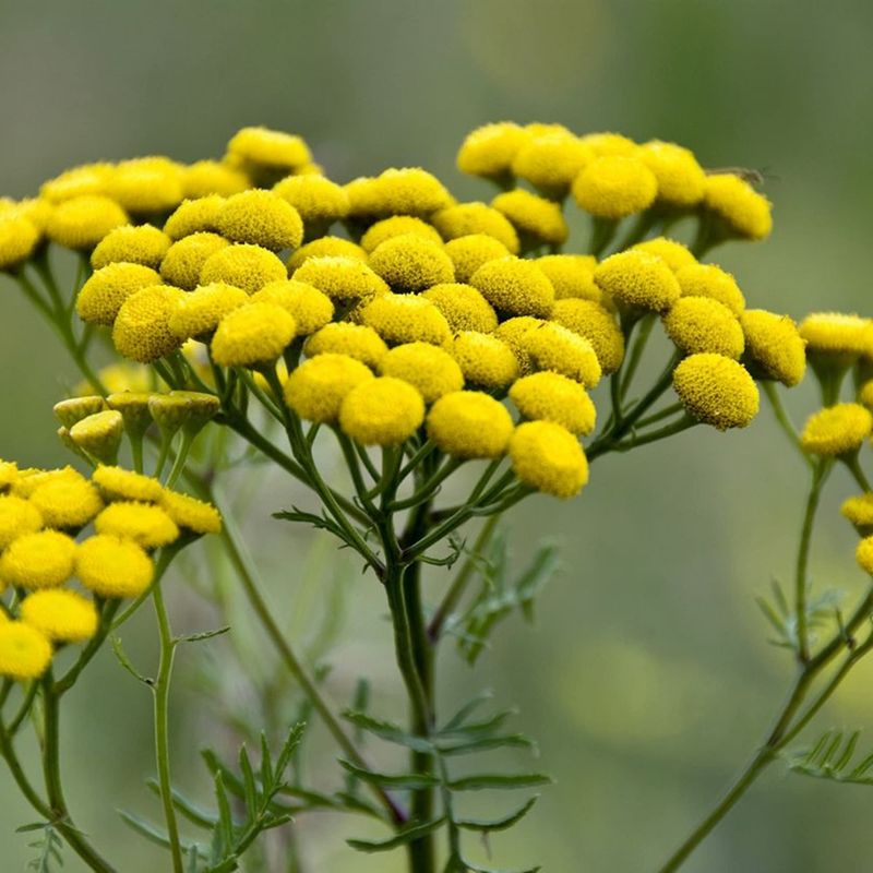 Tansy