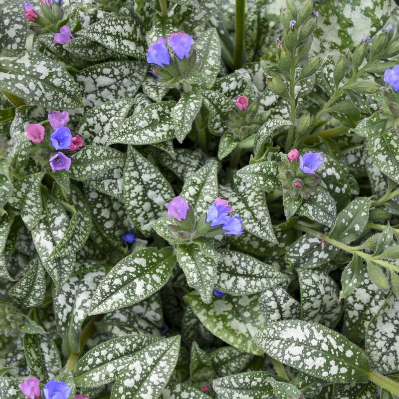 Lungwort