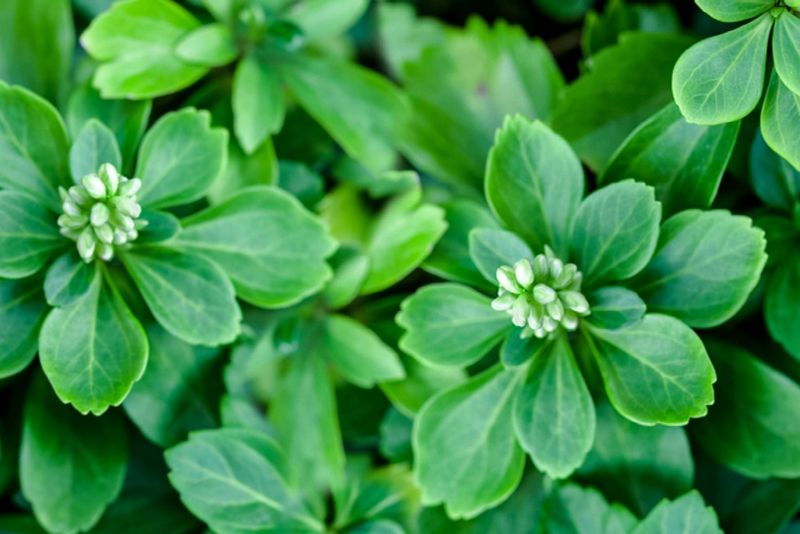 Japanese Spurge (Pachysandra terminalis)