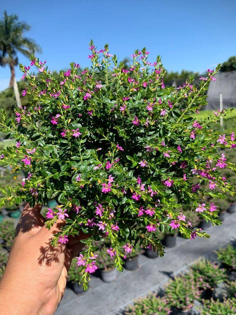 Mexican Heather