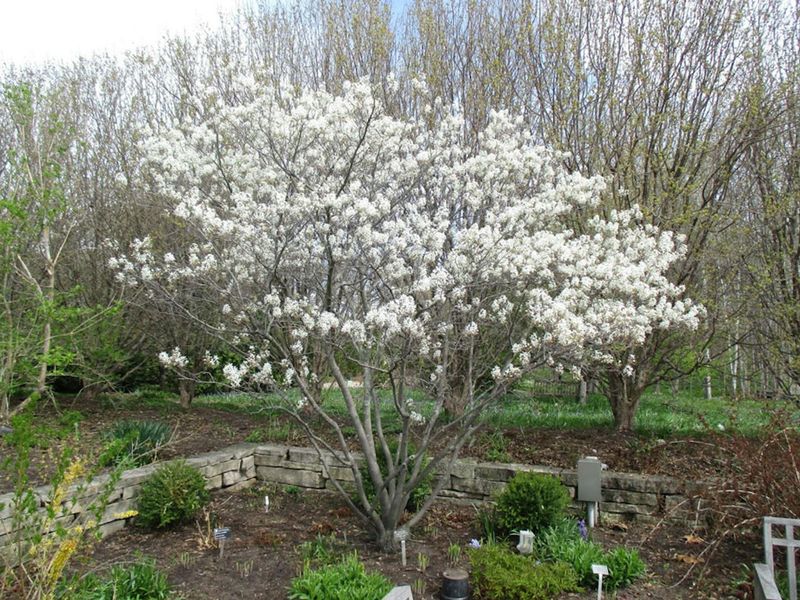Shadblow Serviceberry