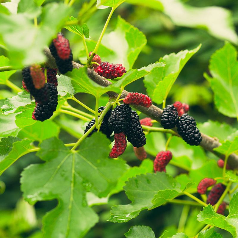 Mulberry (Morus spp.)