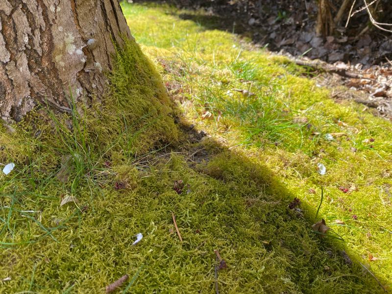 Moss Growth