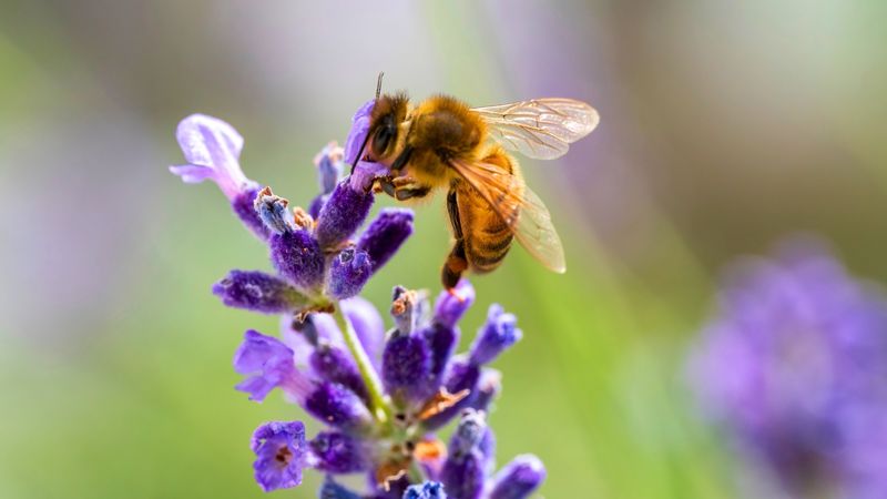 Your Garden Can Become a Bee Magnet