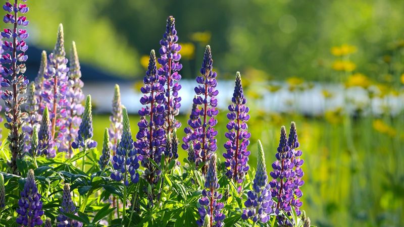 Lupine