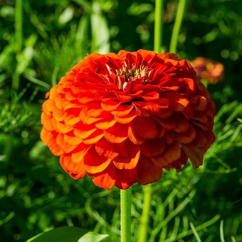 Zinnia