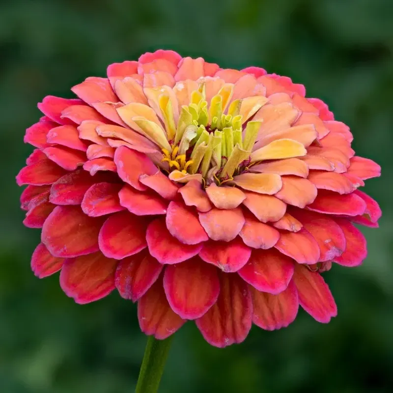 Zinnia