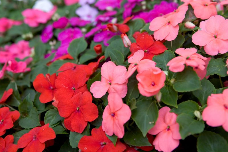 Impatiens (Busy Lizzies)