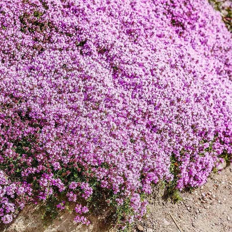 Thyme (Thymus)