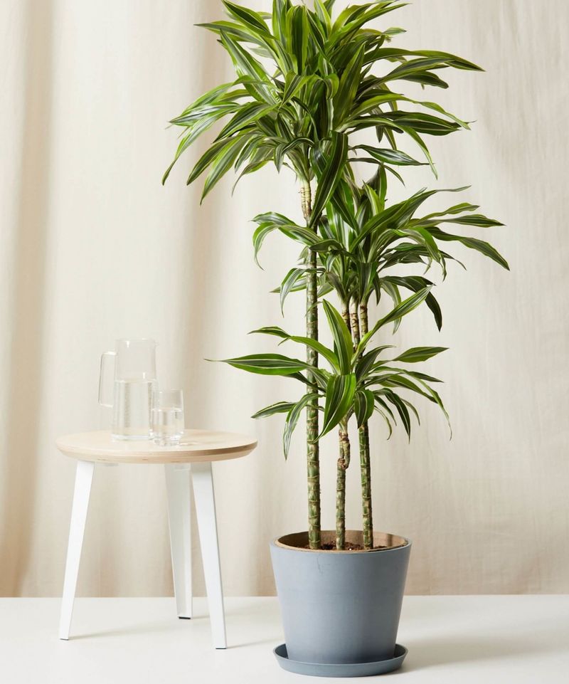 Dracaena
