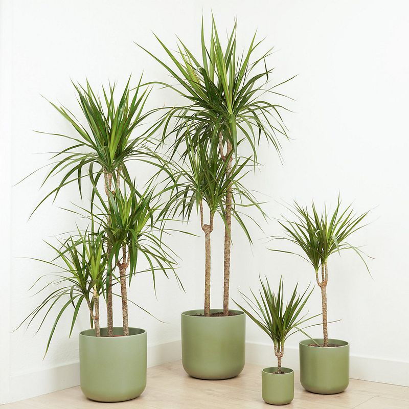 Dracaena