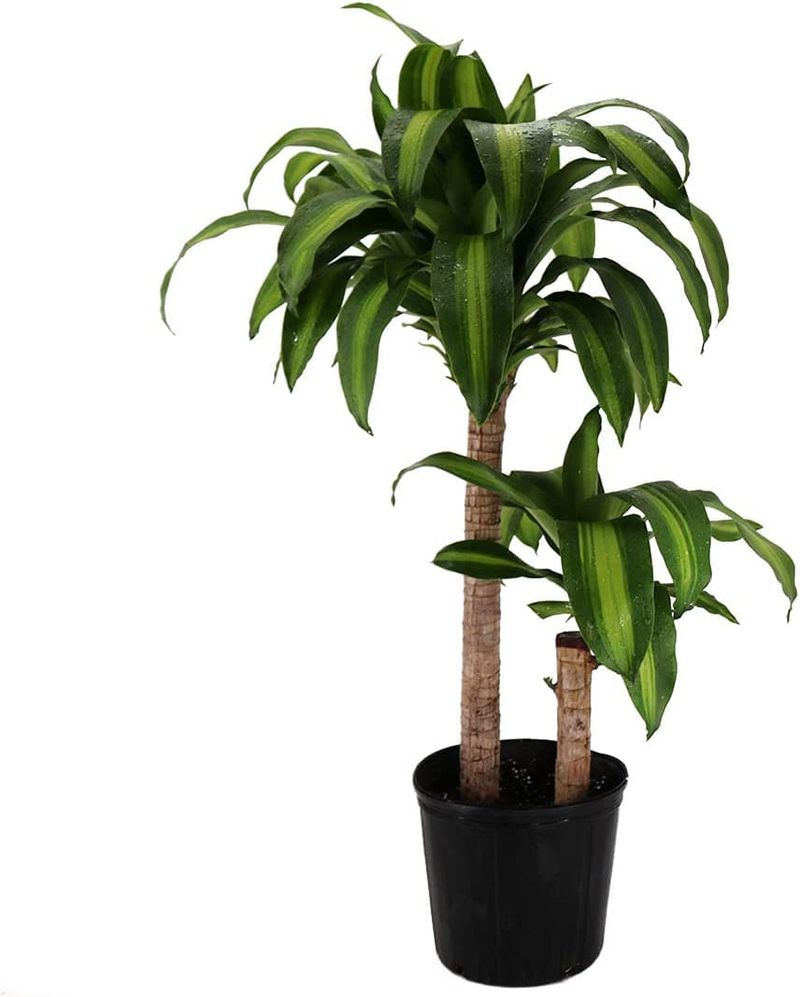 Dracaena