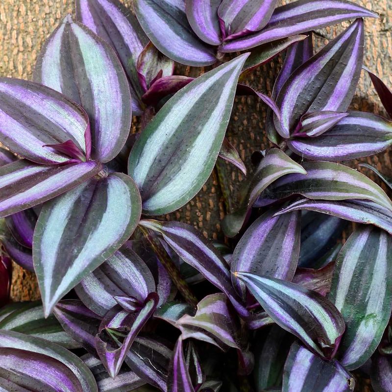 Tradescantia (Wandering Dude/Inch Plant)