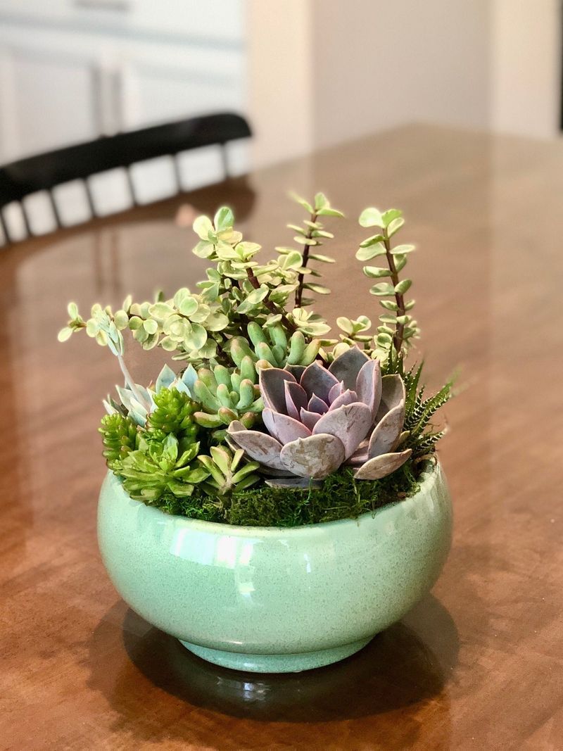 Succulents (Echeveria, Jade, etc.)