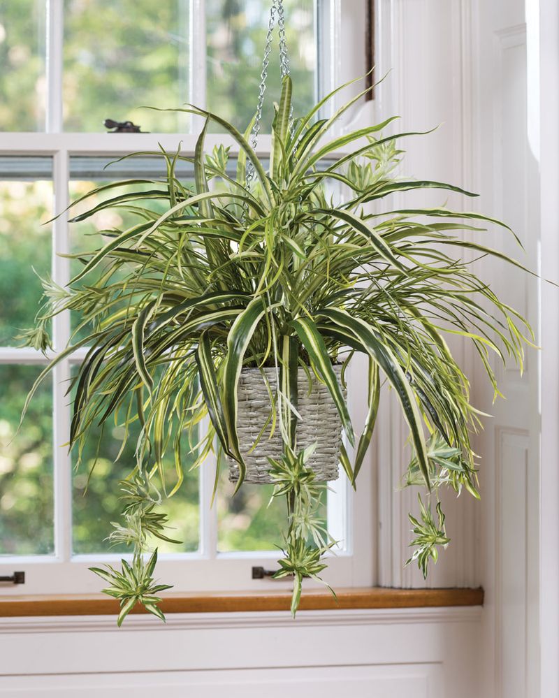 Spider Plant (Chlorophytum comosum)