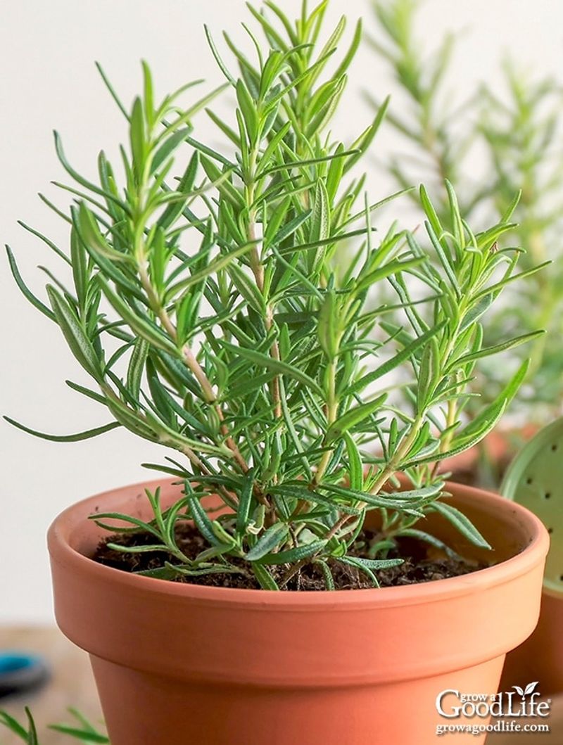 Rosemary (Rosmarinus officinalis)