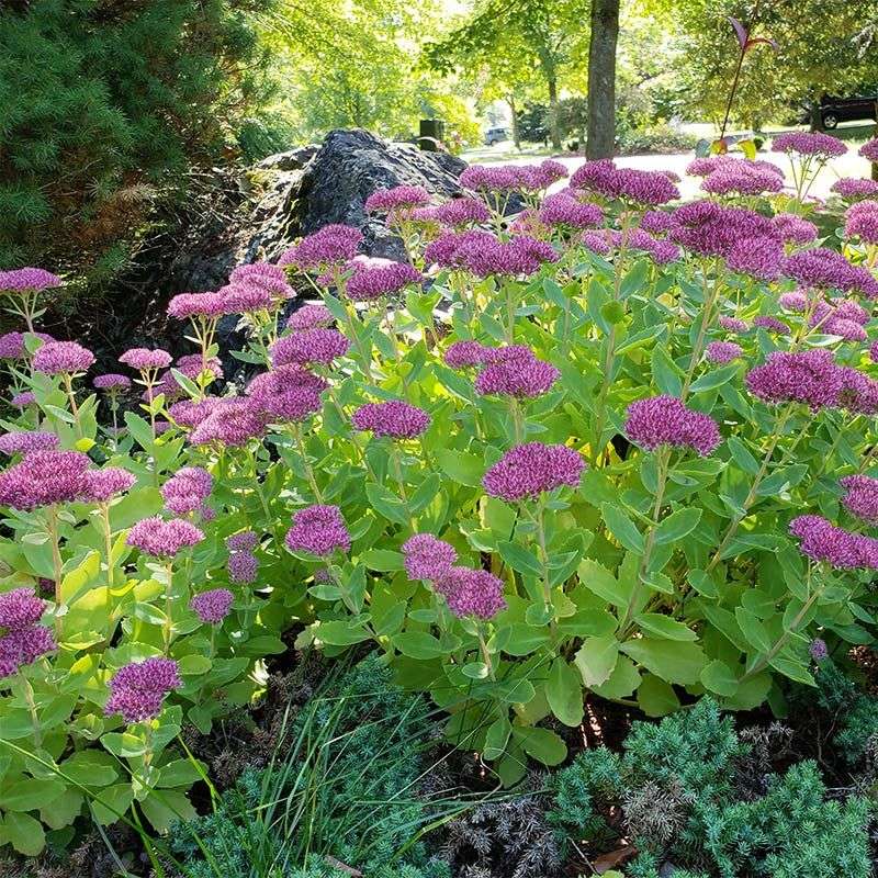 Sedum Autumn Joy