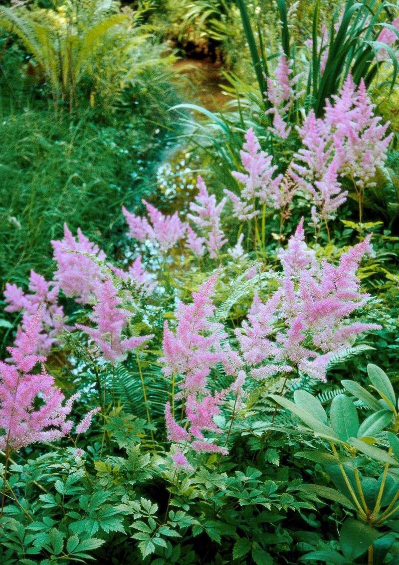 Astilbe