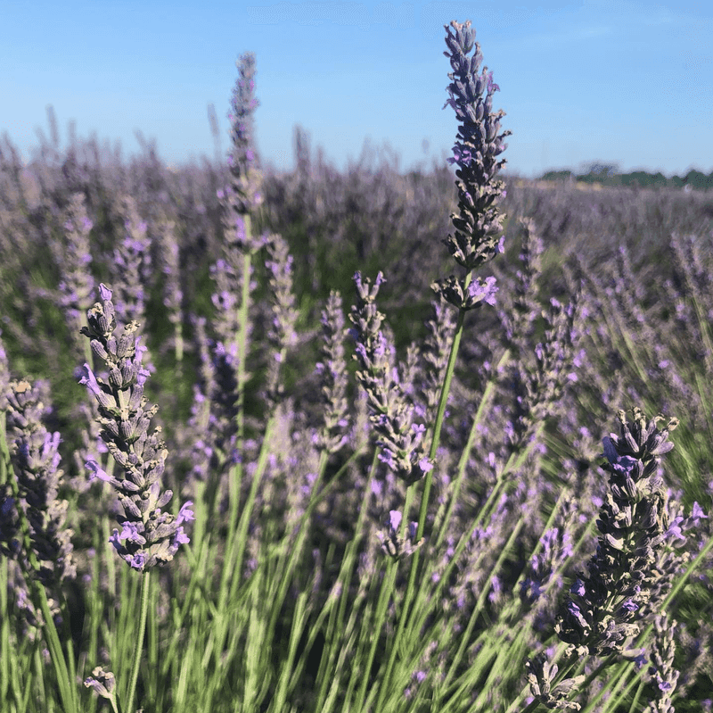 Lavender (Lavandula)