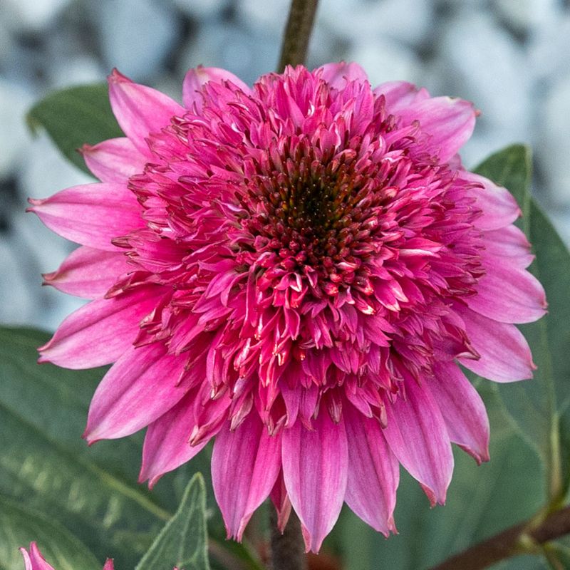 Razzmatazz Coneflower