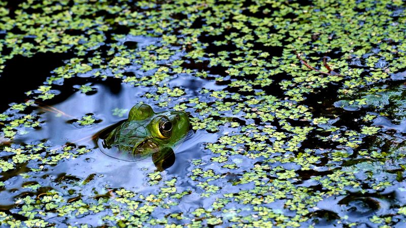 Duckweed