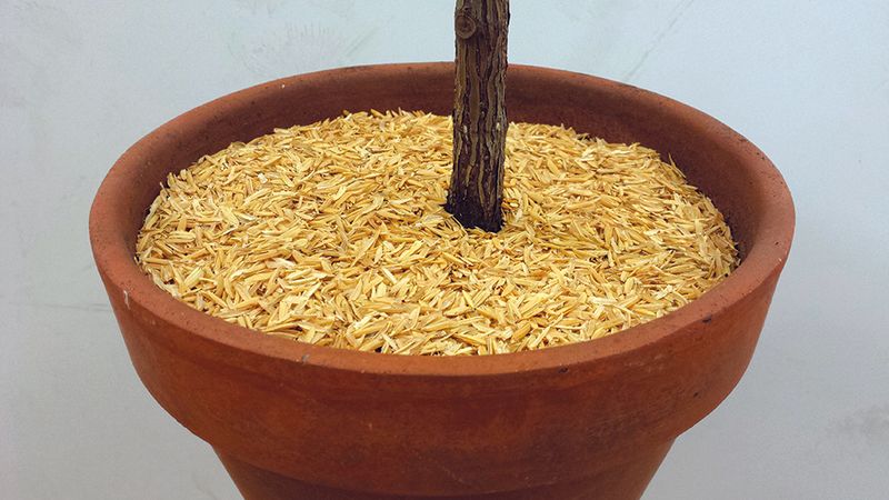 Rice Hulls Soil Mix