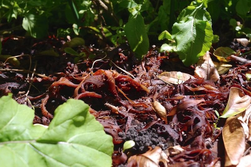Seaweed Mulch