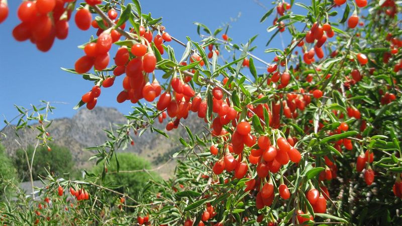 Goji Berry