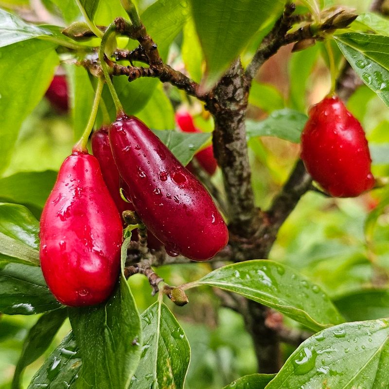 Cornelian Cherry