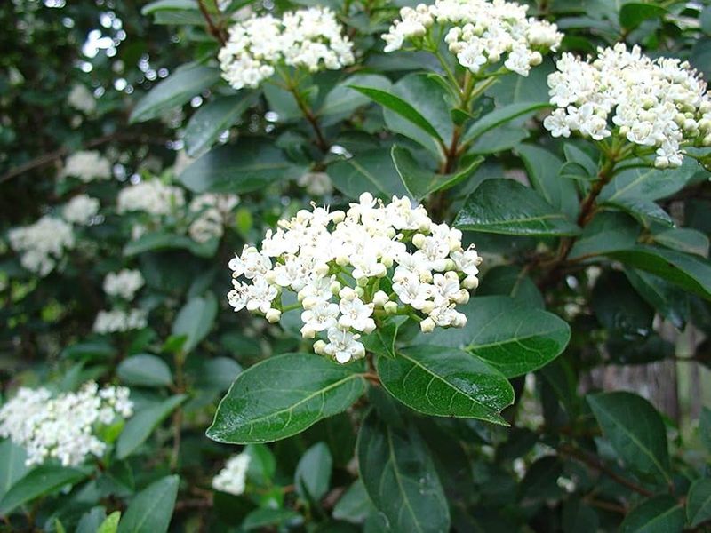 Sweet Viburnum