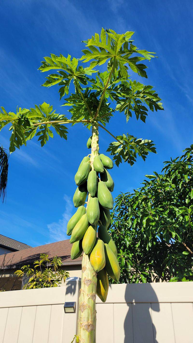 Papaya Tree