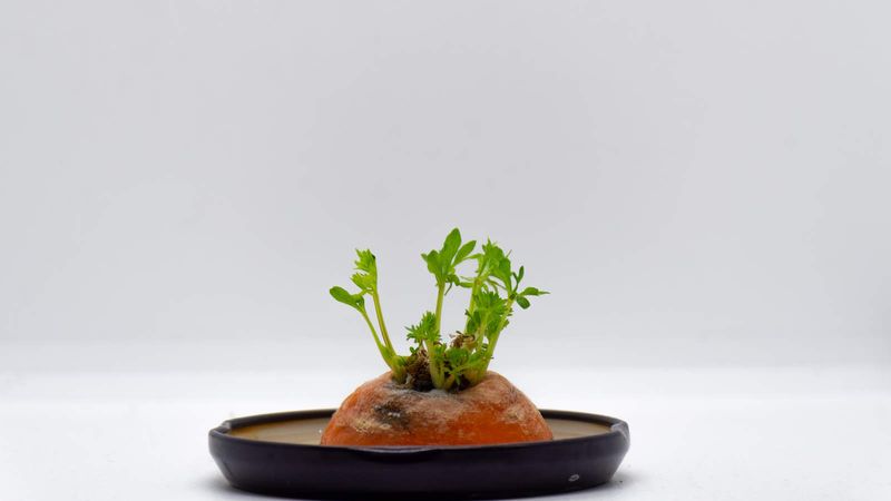 Carrot Tops Transformation