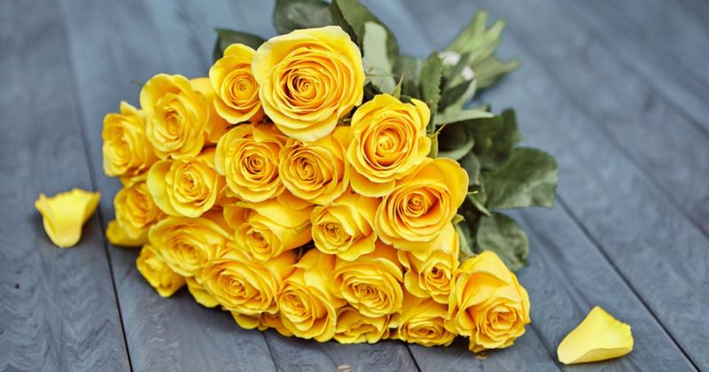 Yellow Rose