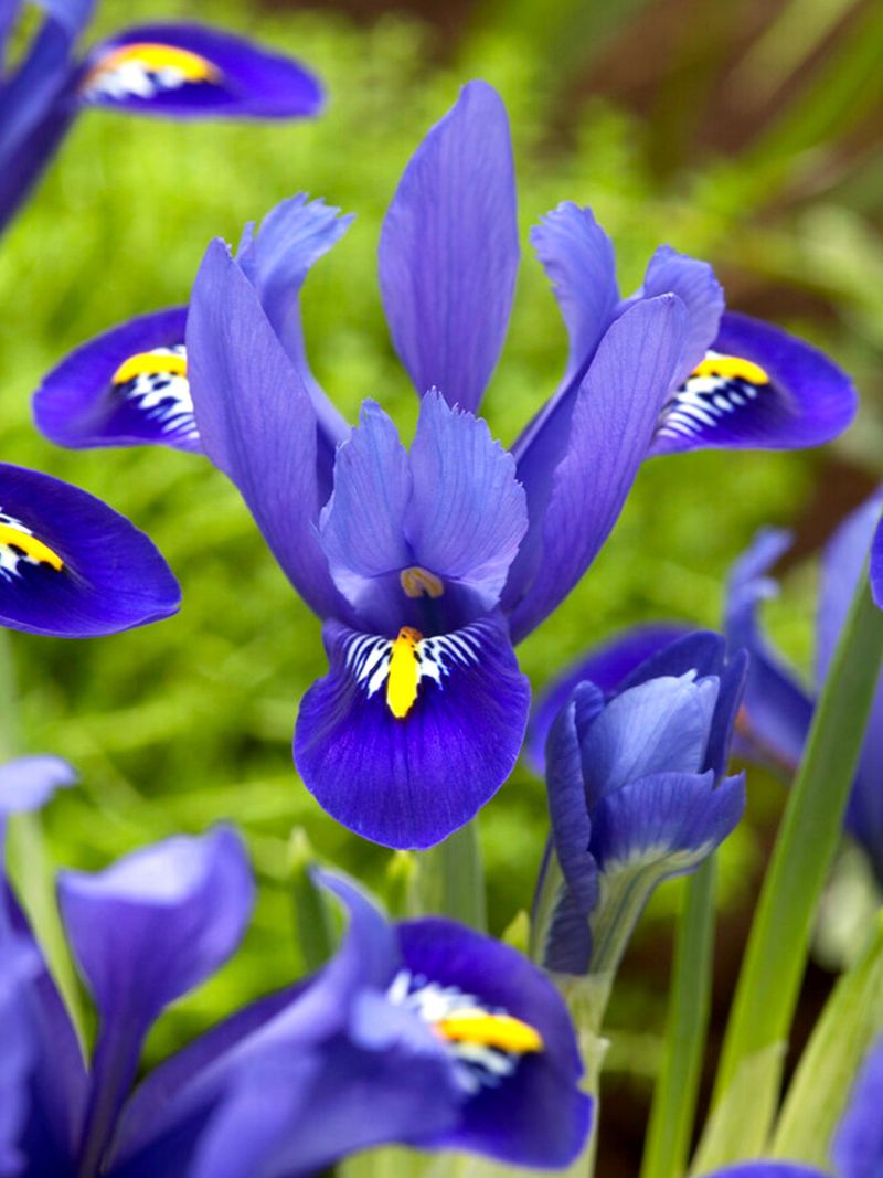 Miniature Iris (Iris reticulata)