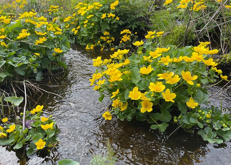 Marsh Marigold (Caltha palustris)