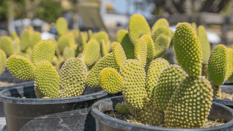 Bunny Ear Cactus