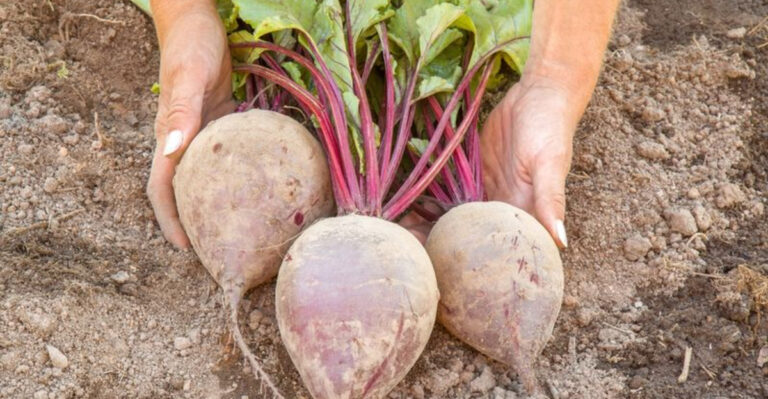 Plant Beets This Way and You’ll Never Buy Them from the Store Again