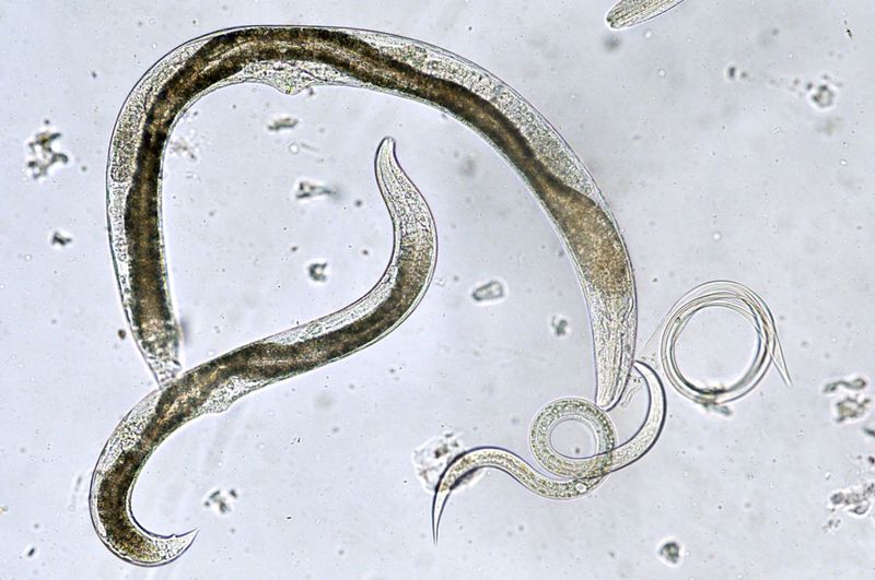Introduce Beneficial Nematodes