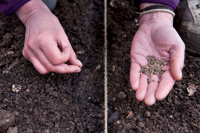 Sow Seeds ½ Inch Deep and Thin Early