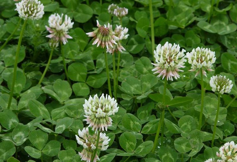 Clover