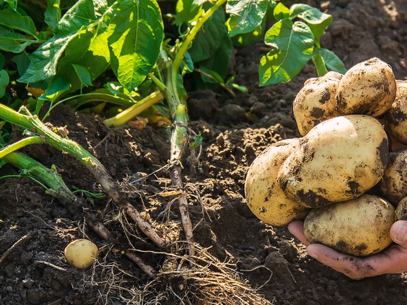 Crowding Tomatoes With Potatoes